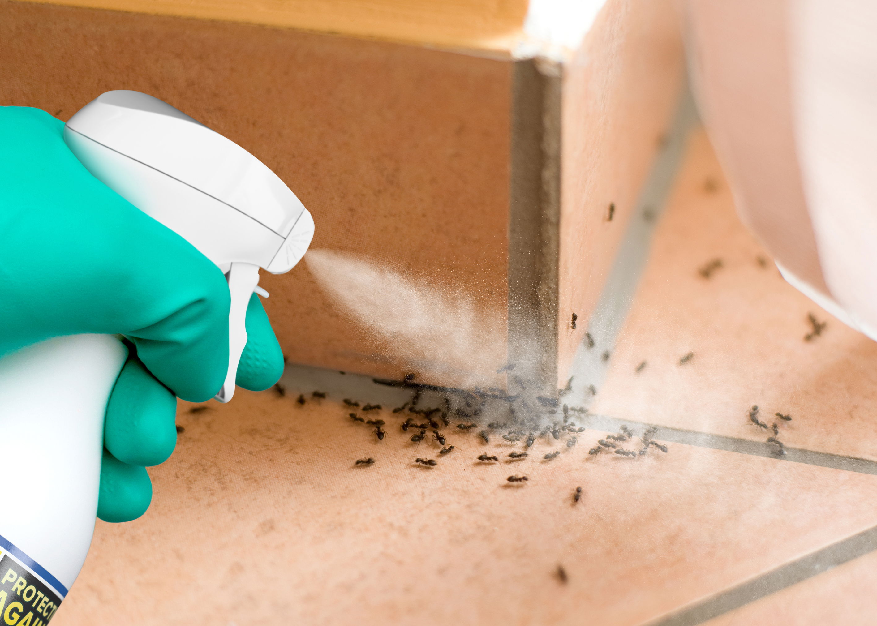A gloved hand spraying NOPE! CP Ant Killer Spray.