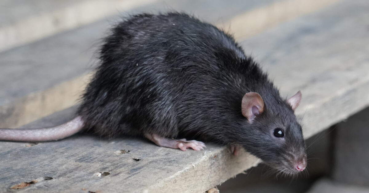Rats