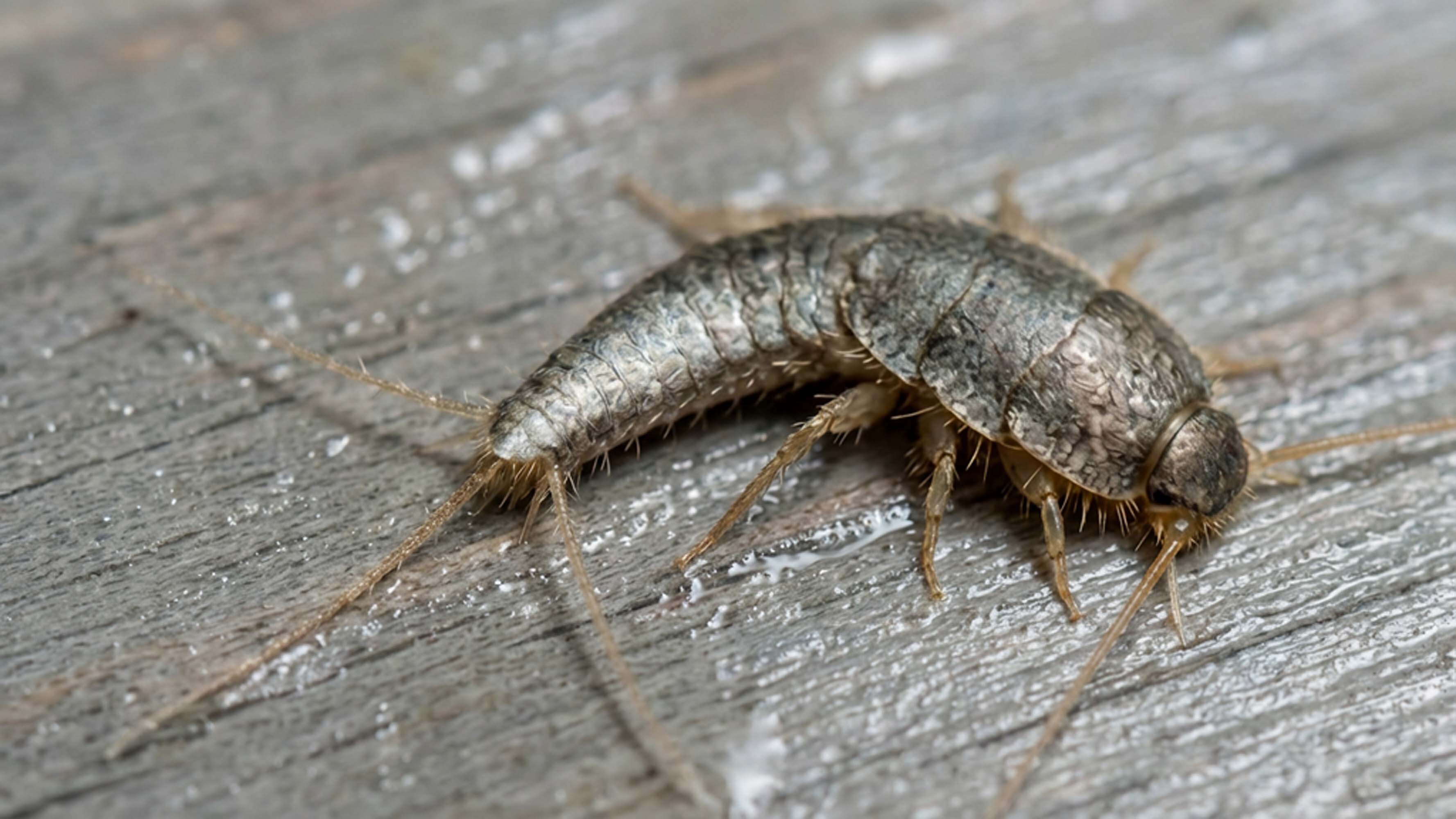 A adult silverfish (Lepisma saccharinum) on a wet wooden floor.