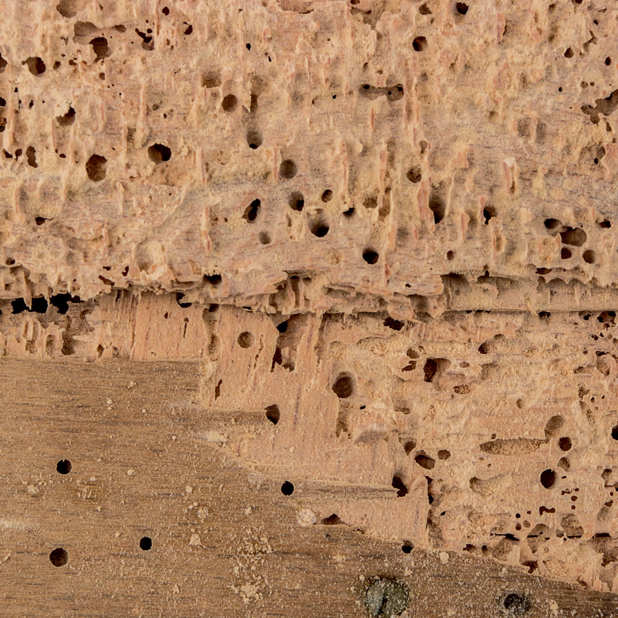Wood with woodworm holes