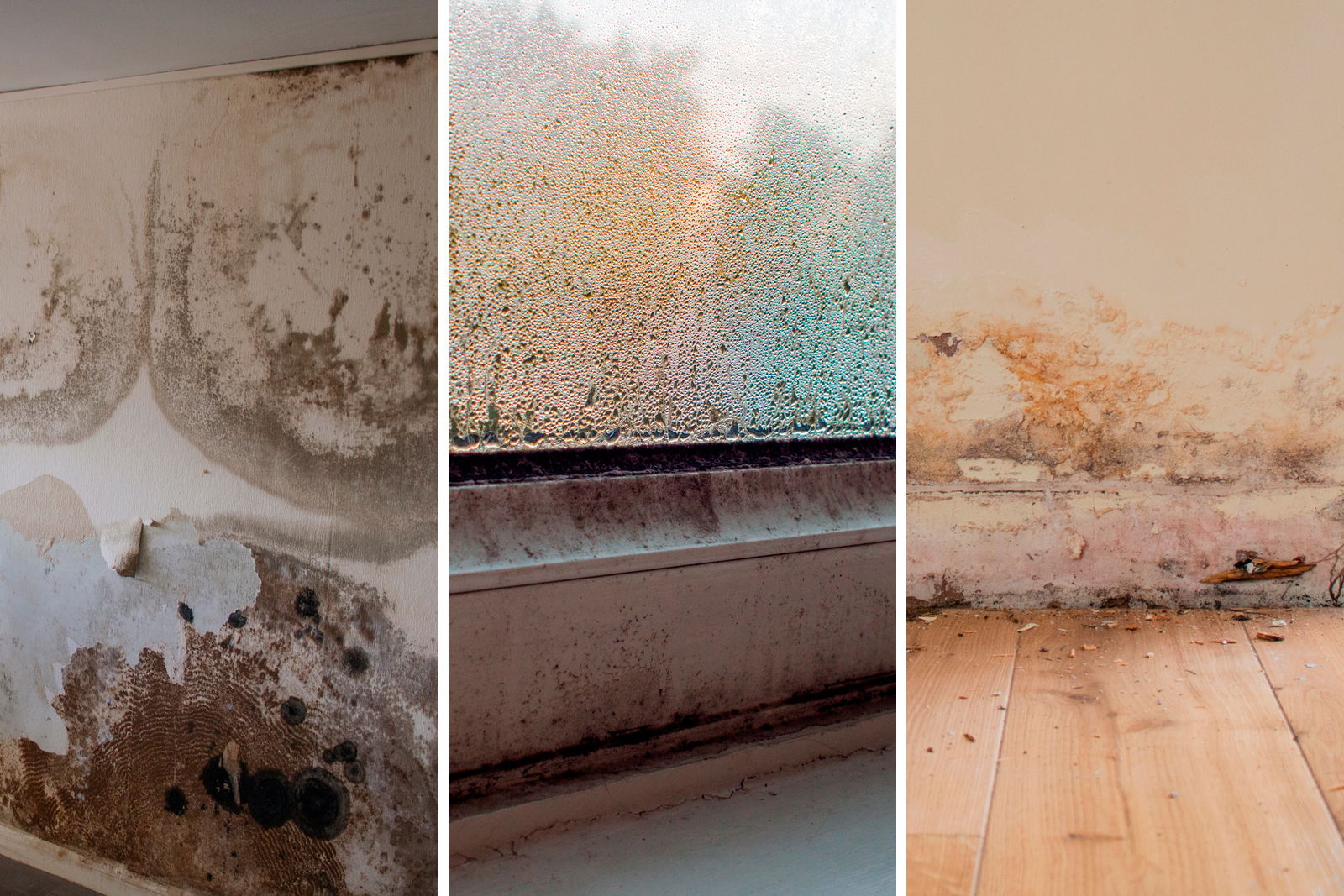 Penetrating damp on a wall, a mouldy window and rising damp on a wall.