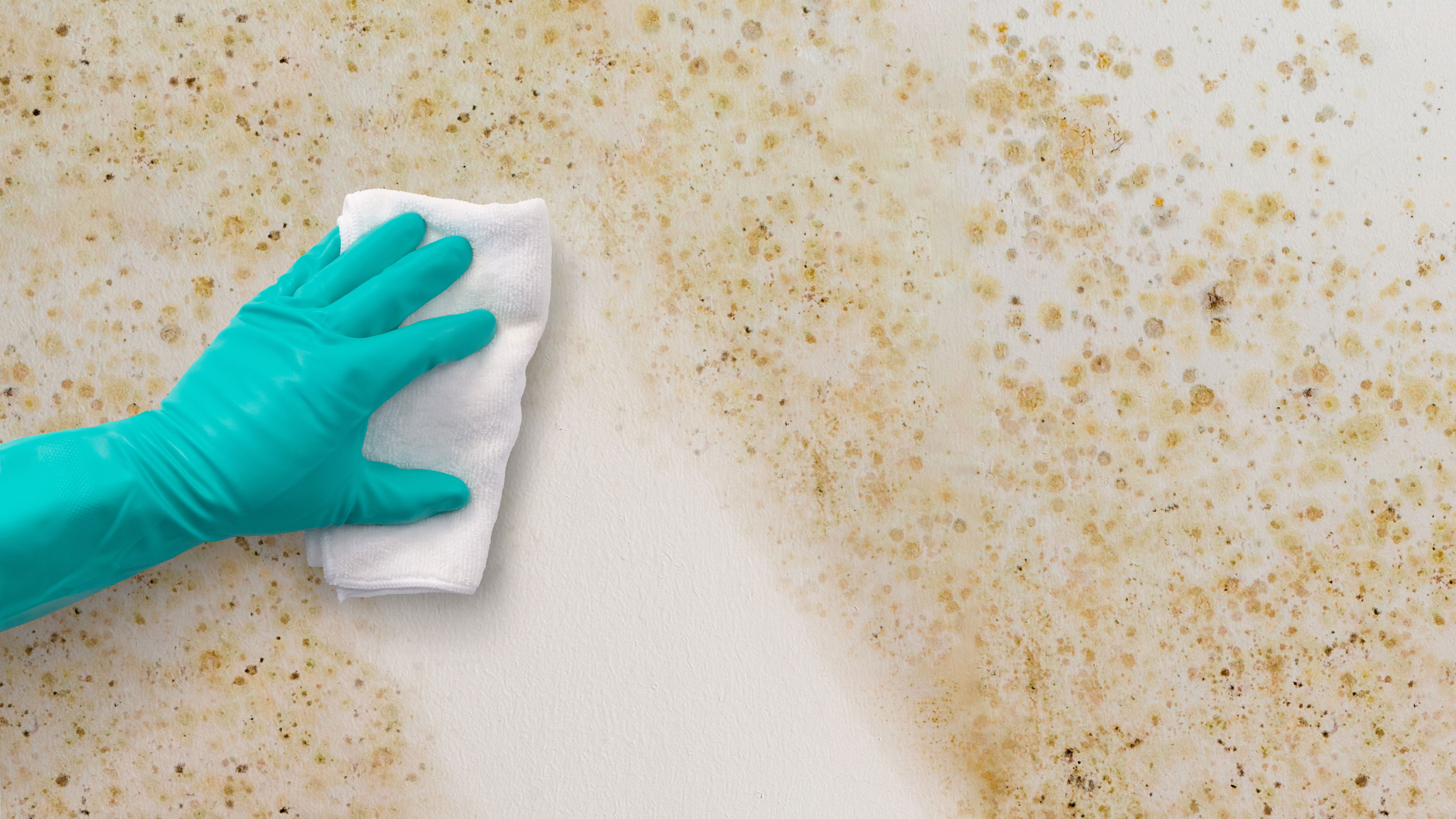 Sponge Wiping Away Mould with Rubber Glove (Extended 16x9)