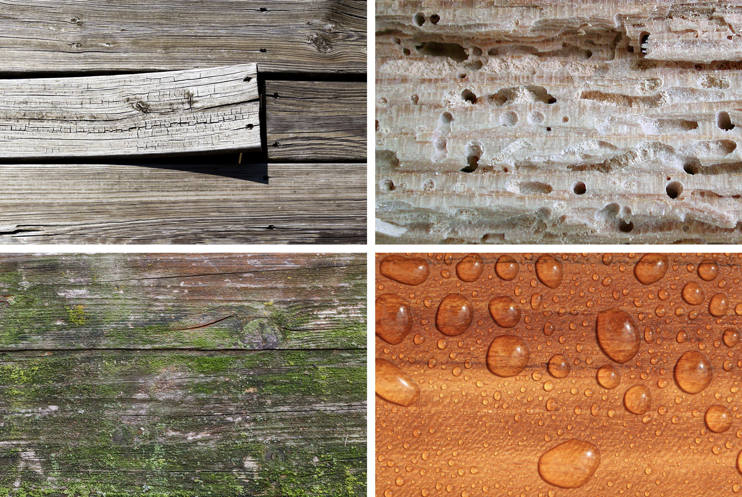 Examples of warped wood, wood with woodworm, algae on wood and rain water beading on wood.
