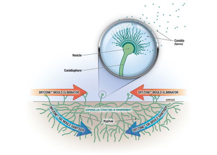A diagram showing mould growing on a surface and how Dryzone Mould Sanitiser and Mould Eliminator work to destroy mould.