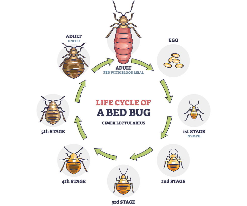 Bed Bug Services