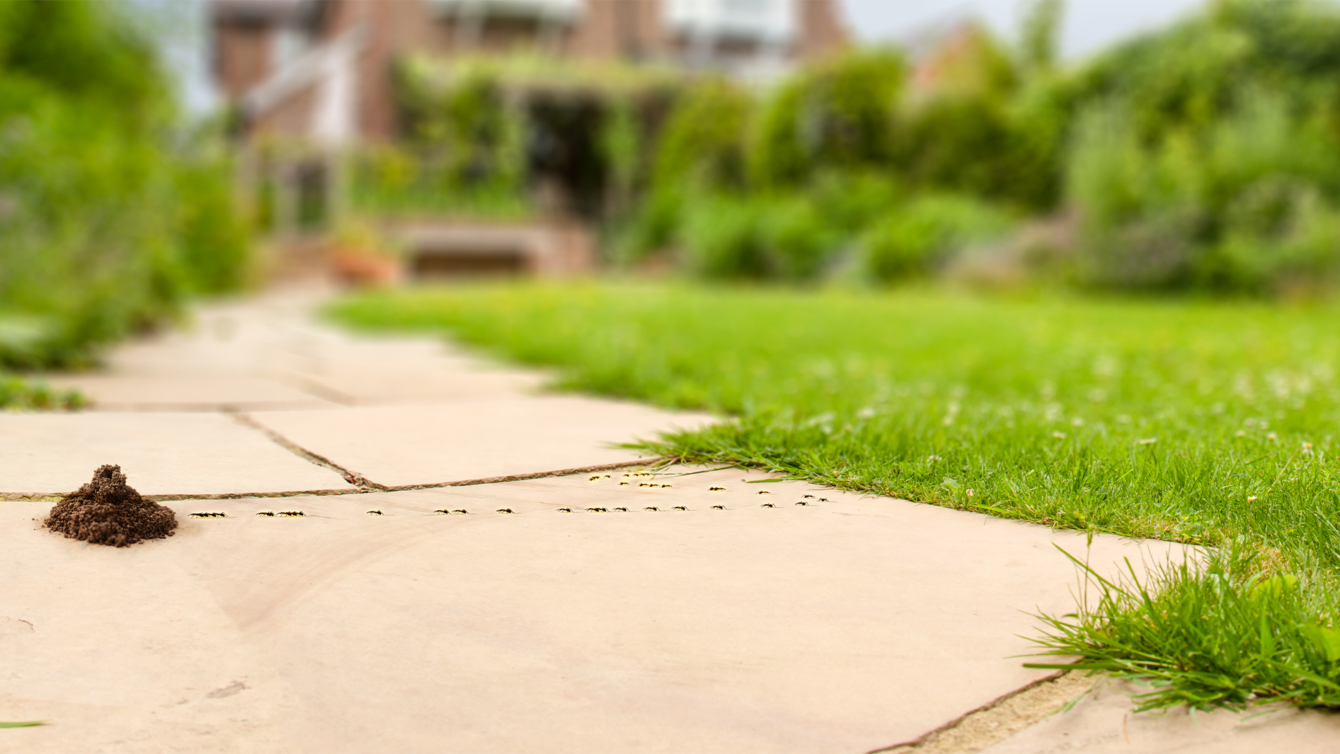 A black garden ant nest in a garden.