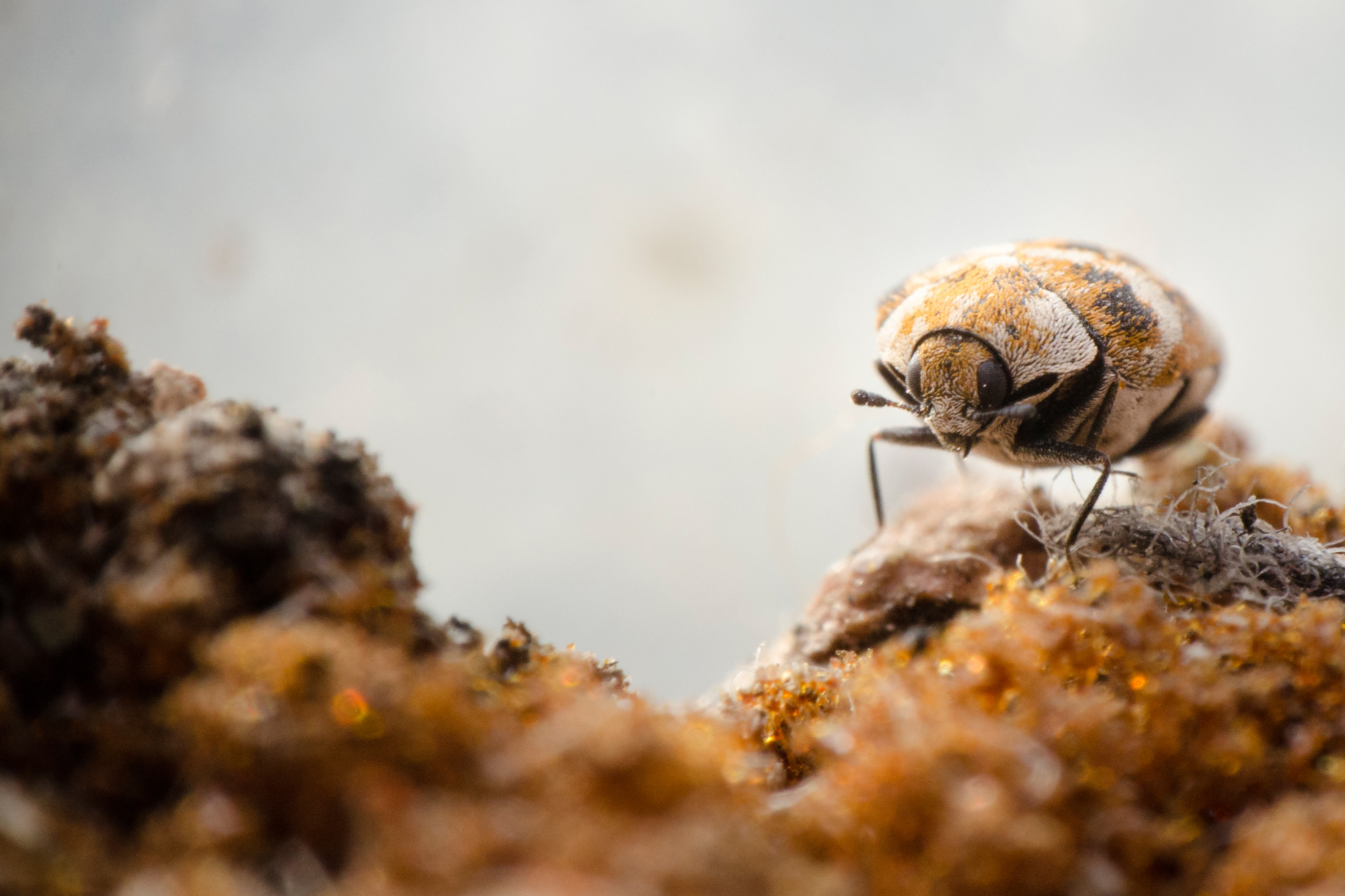 A macro photograph of a carpet beetle.