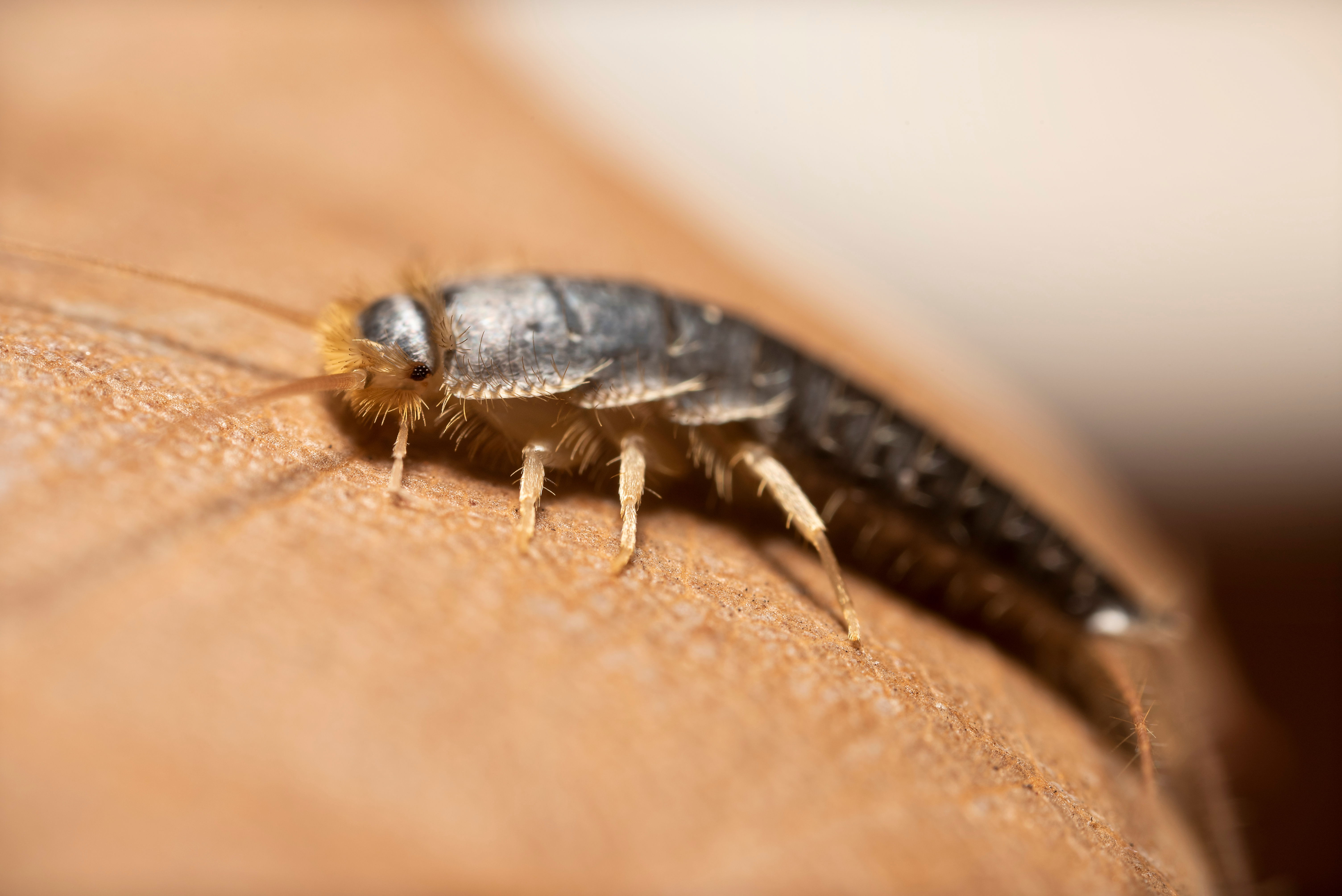 Silverfish Lepisma saccharinum on a human finger