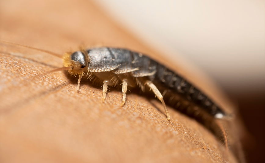 How to get rid of Silverfish Guide | Safeguard Europe