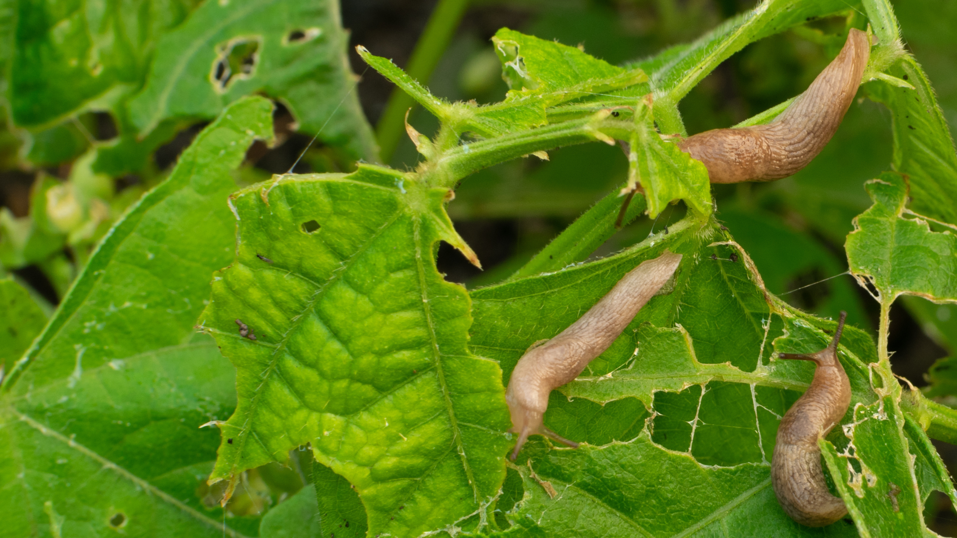 How to Get Rid of Slugs Hero Image