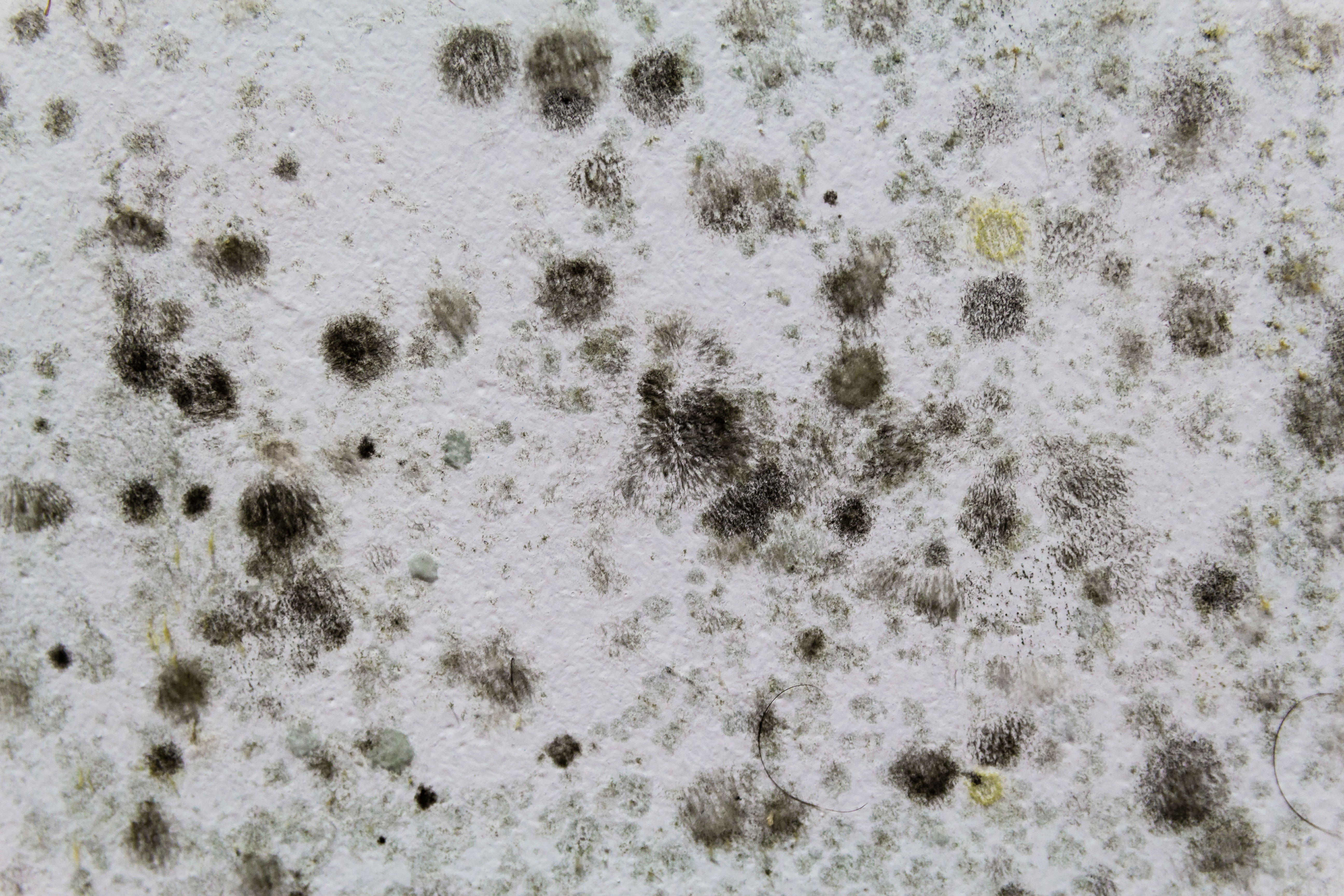 Black mould on wall