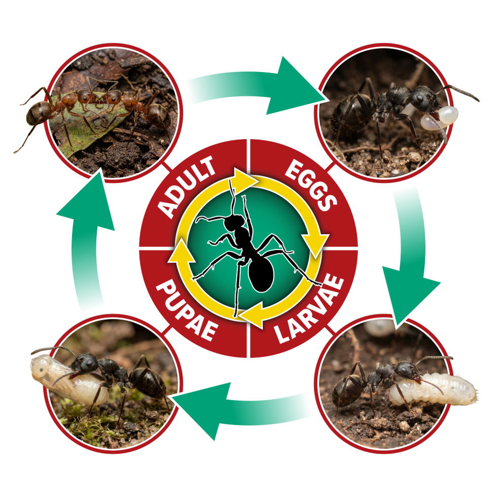 NOPE! Ant Life Cycle (white b/g)