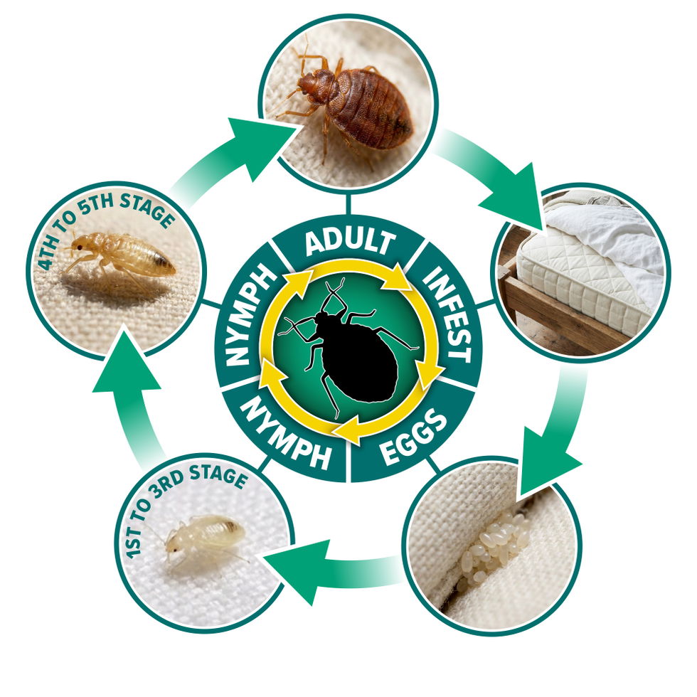 NOPE! Bed Bug Life Cycle Infographic (white b/g)