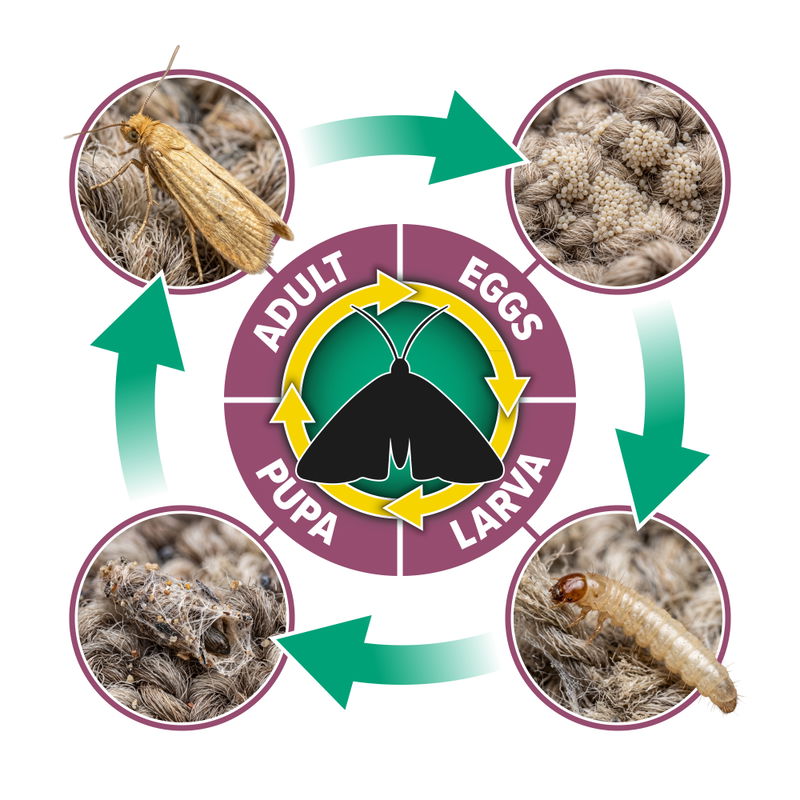 NOPE! Clothes Moth Life Cycle Infographic (white b/g)