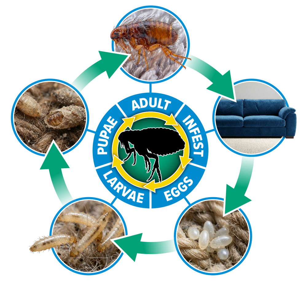 NOPE! Flea Life Cycle (white b/g) Infographic