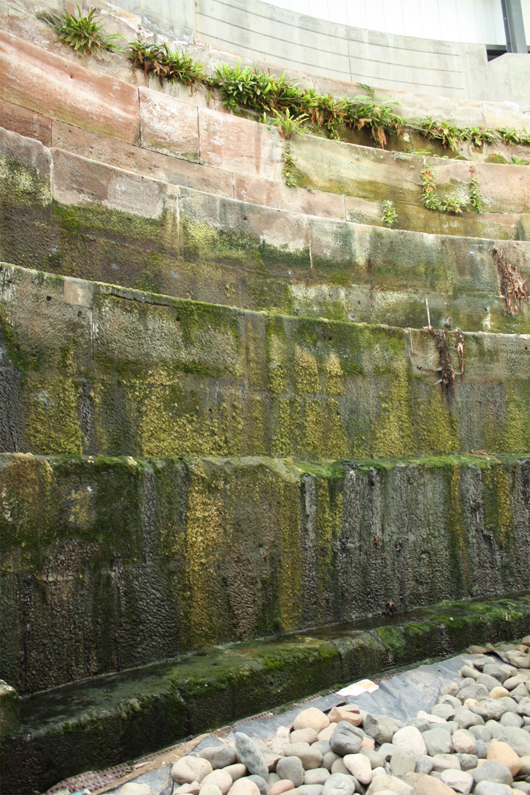 A walls of a dock covered of algae.