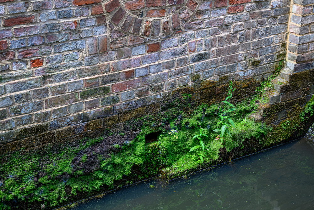 Algae and efflorescence on exterior wall above the water - photograph by Paul French