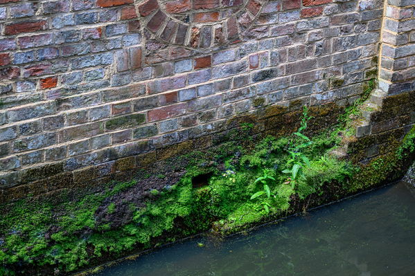 Algae and efflorescence on exterior wall above the water - photograph by Paul French