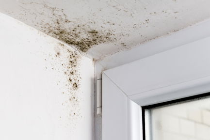 Black mould growth on a window corner