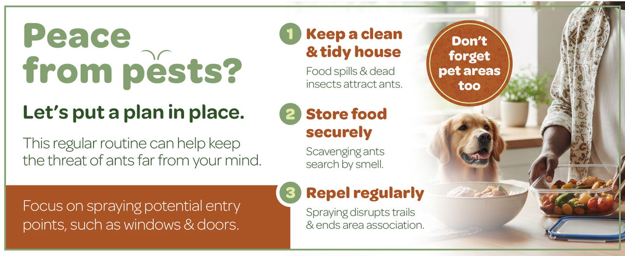 Let's put a plan in place to get rid of ants.