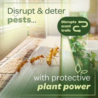 Disrupt and deter pests with protective plant power.
