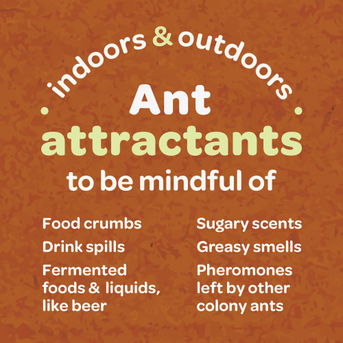 Be mindful of common ant attractants.