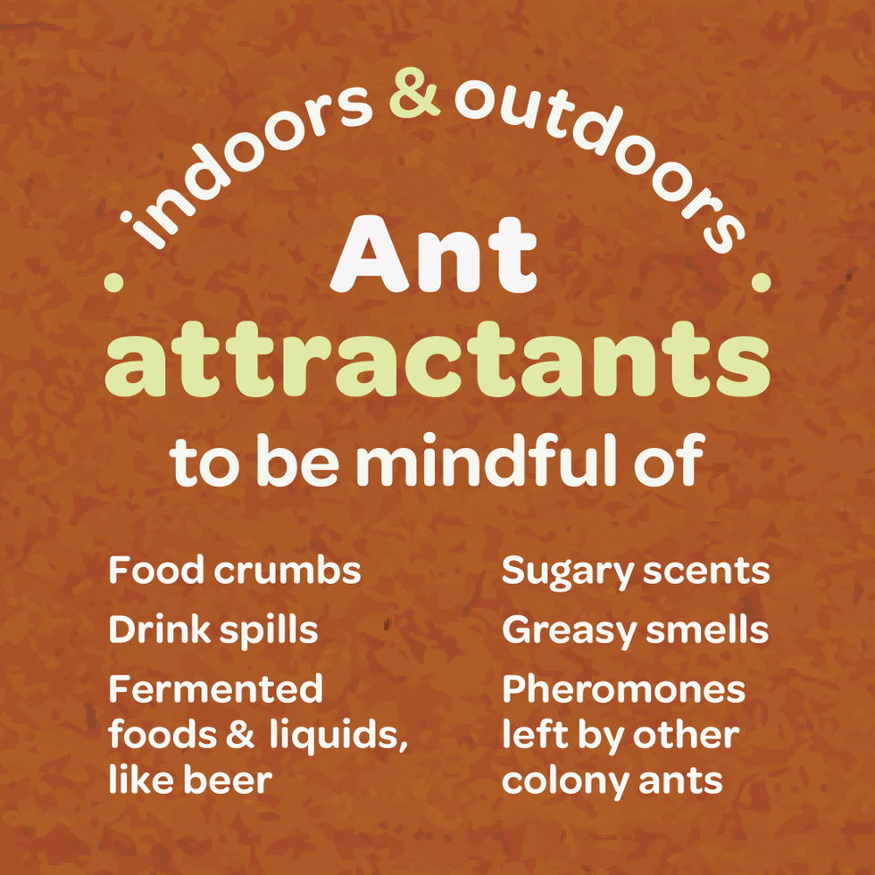 Be mindful of indoor & outdoor ant attractants.