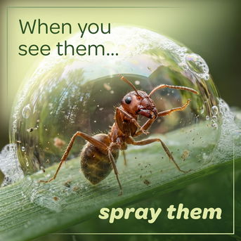 When you see ants... spray them