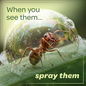 When you see ants... spray them