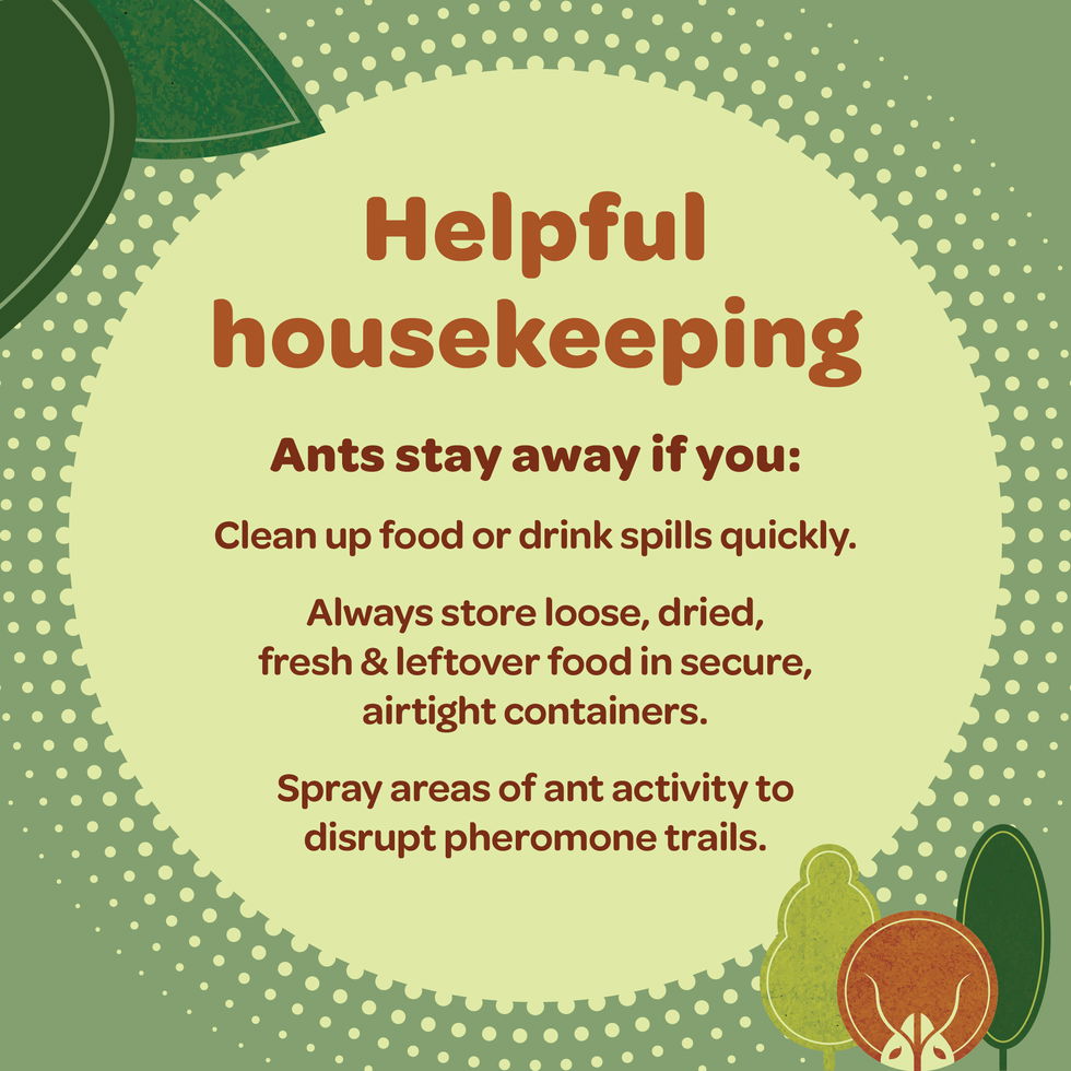 Ants stay away with thorough cleaning and food storage