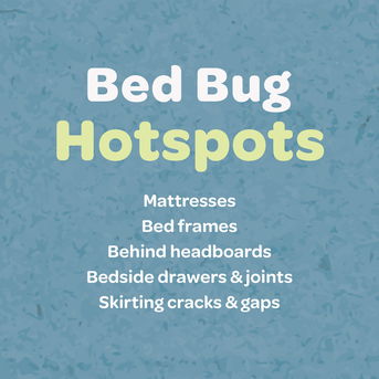 Apply Inoscent Bed Bug Stop on bed bug hotspots around the home.
