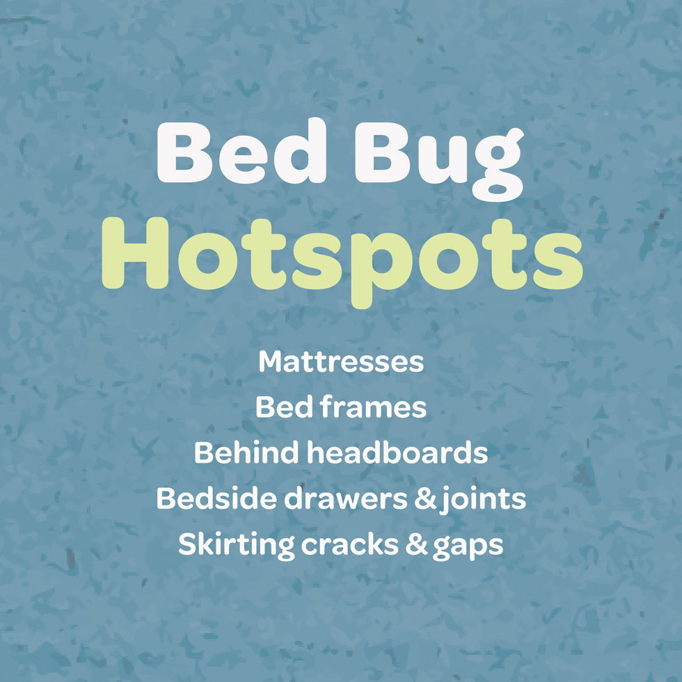 Apply Inoscent Bed Bug Stop on bed bug hotspots around the home.