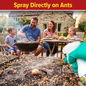 Spray NOPE! directly on ants for best results