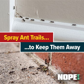 Spray on known trails to keep ants away