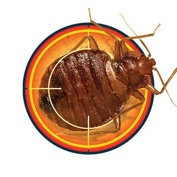 A target aiming a bed bug.