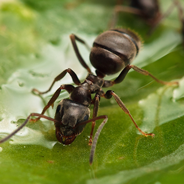 A black garden ant (Lasius Niger) on a leaf.
