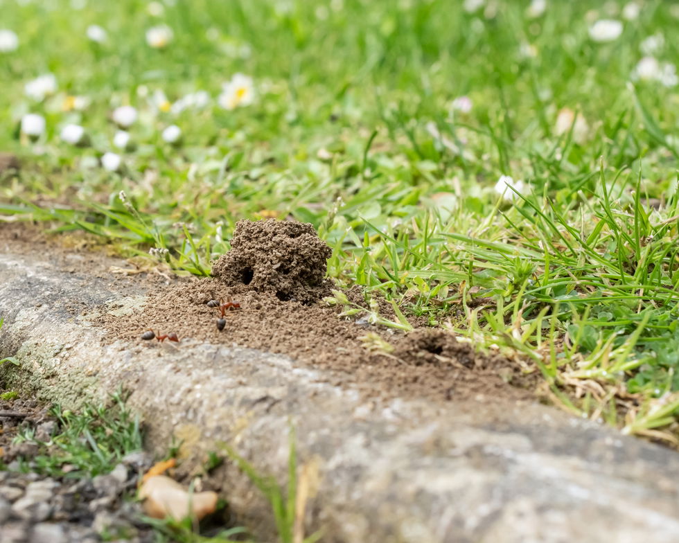 Ant Nest on Path MLA0752 5x4