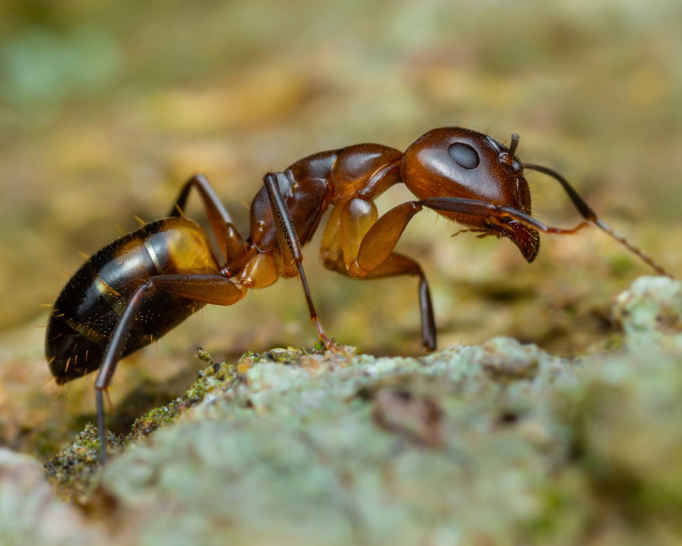 Argentine Ant Linepithema Humile 5x4