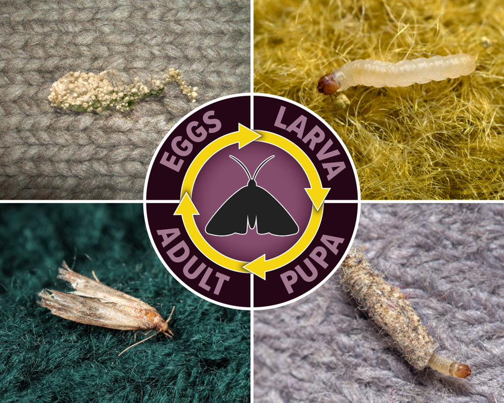 Clothes moth life cycle 5x4