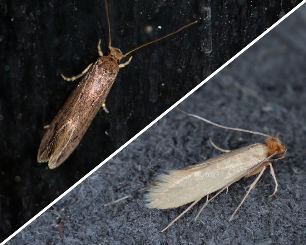 Main moth types 5x4