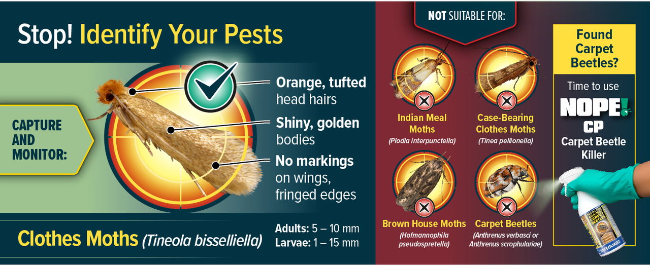 Make sure you've got a Common Clothes Moth infestation by identifying your moths accurately.