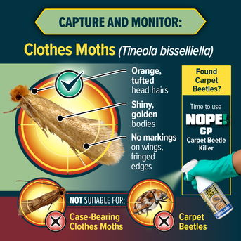 Capture and monitor the common clothes moth with NOPE! Sticky Moth Traps