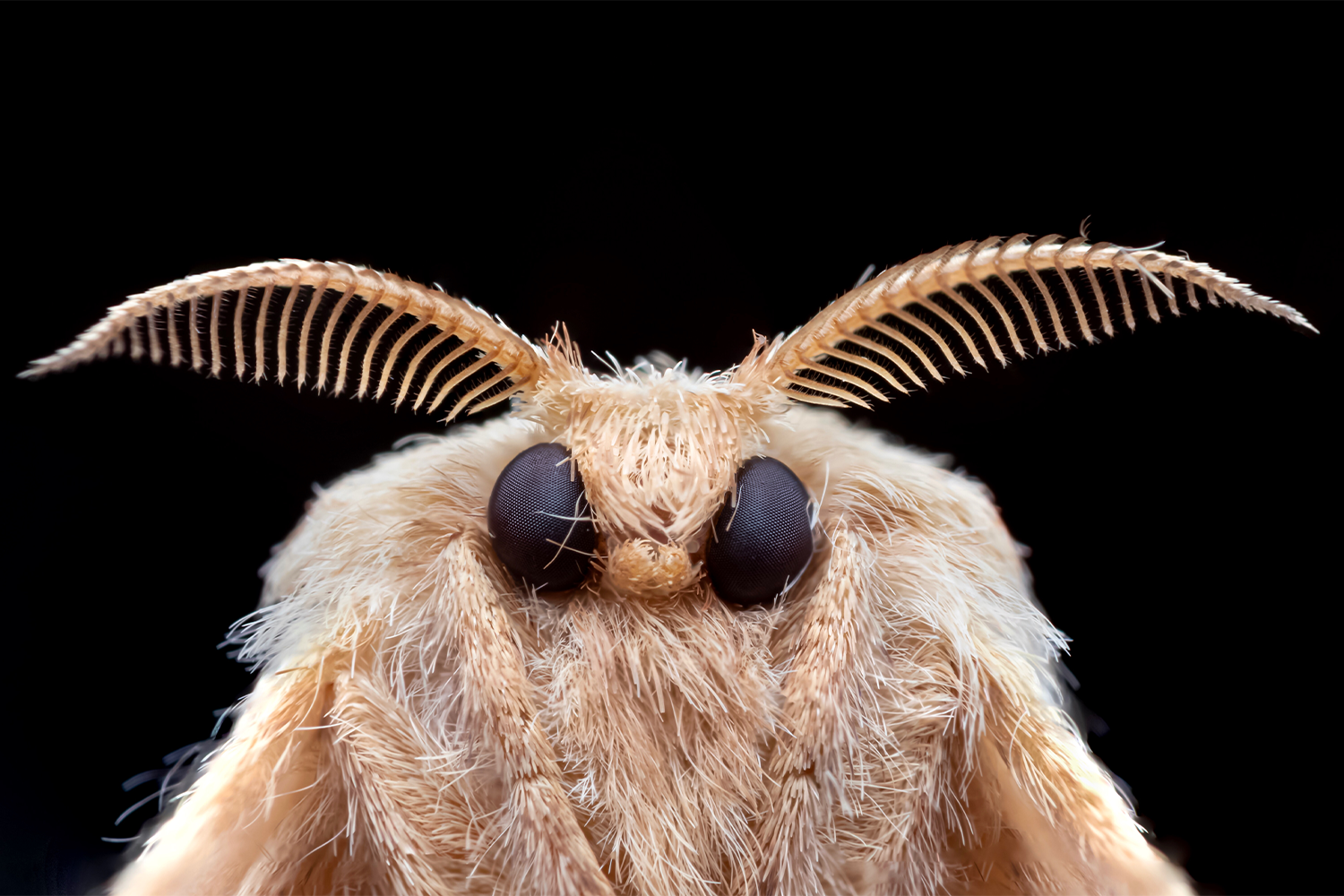 Moth detail