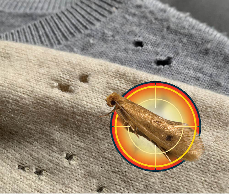 A targeted moth in front of two jumpers with holes.