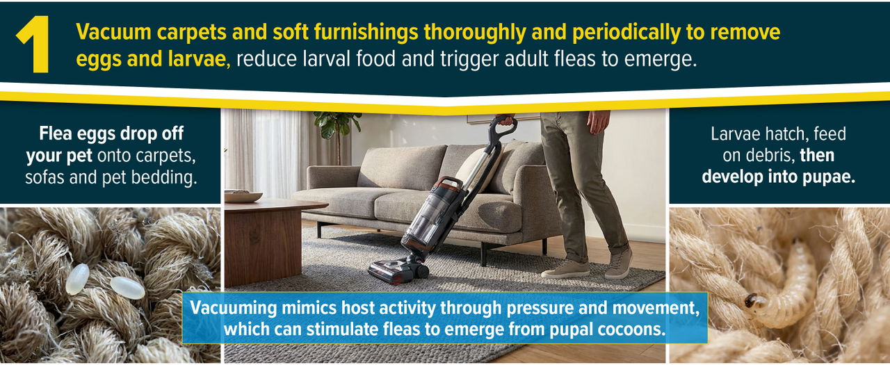 Vacuuming mimics host activity through pressure and movement, causing fleas to hatch