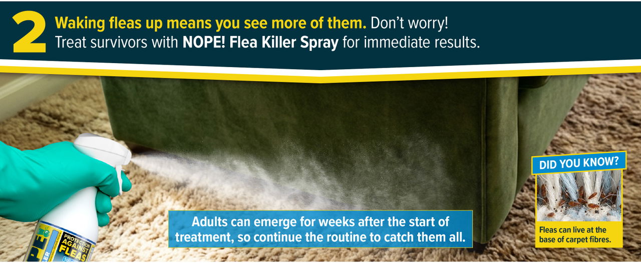 Treat fleas with NOPE! Flea Killer