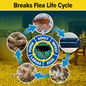 NOPE! Flea KIller breaks the flea life cycle