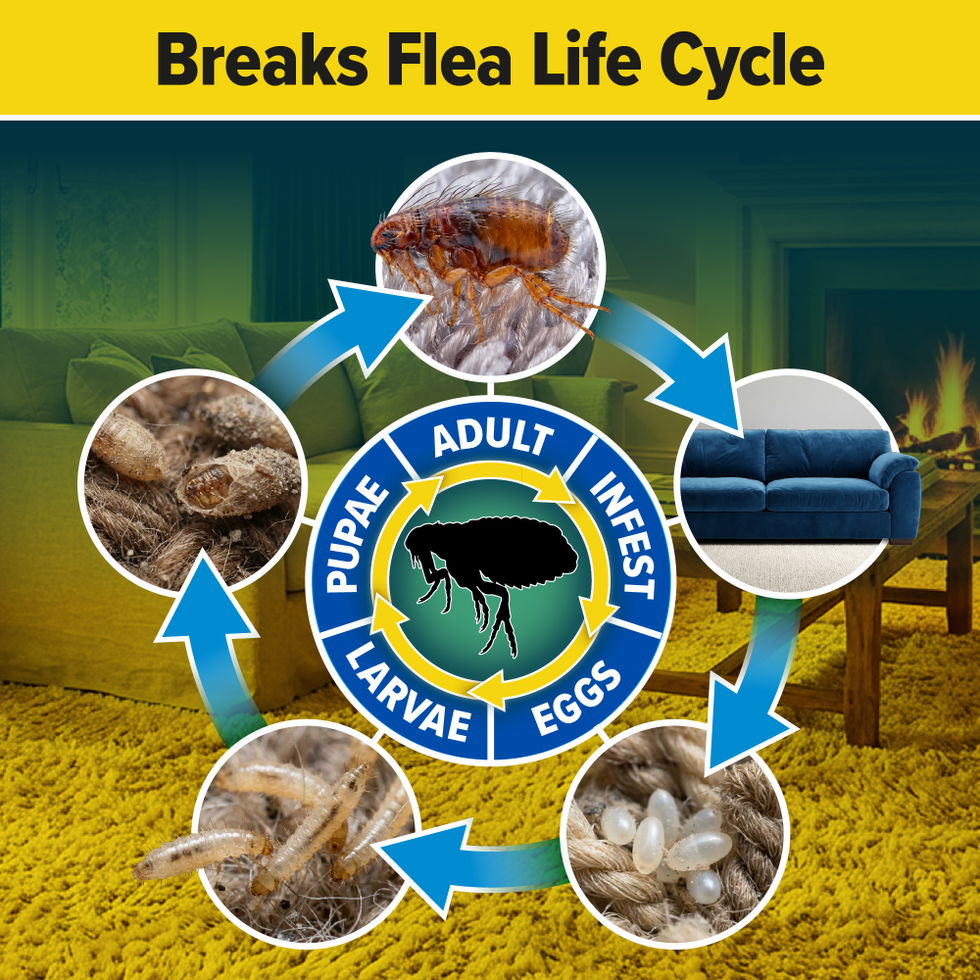 NOPE! Flea KIller breaks the flea life cycle