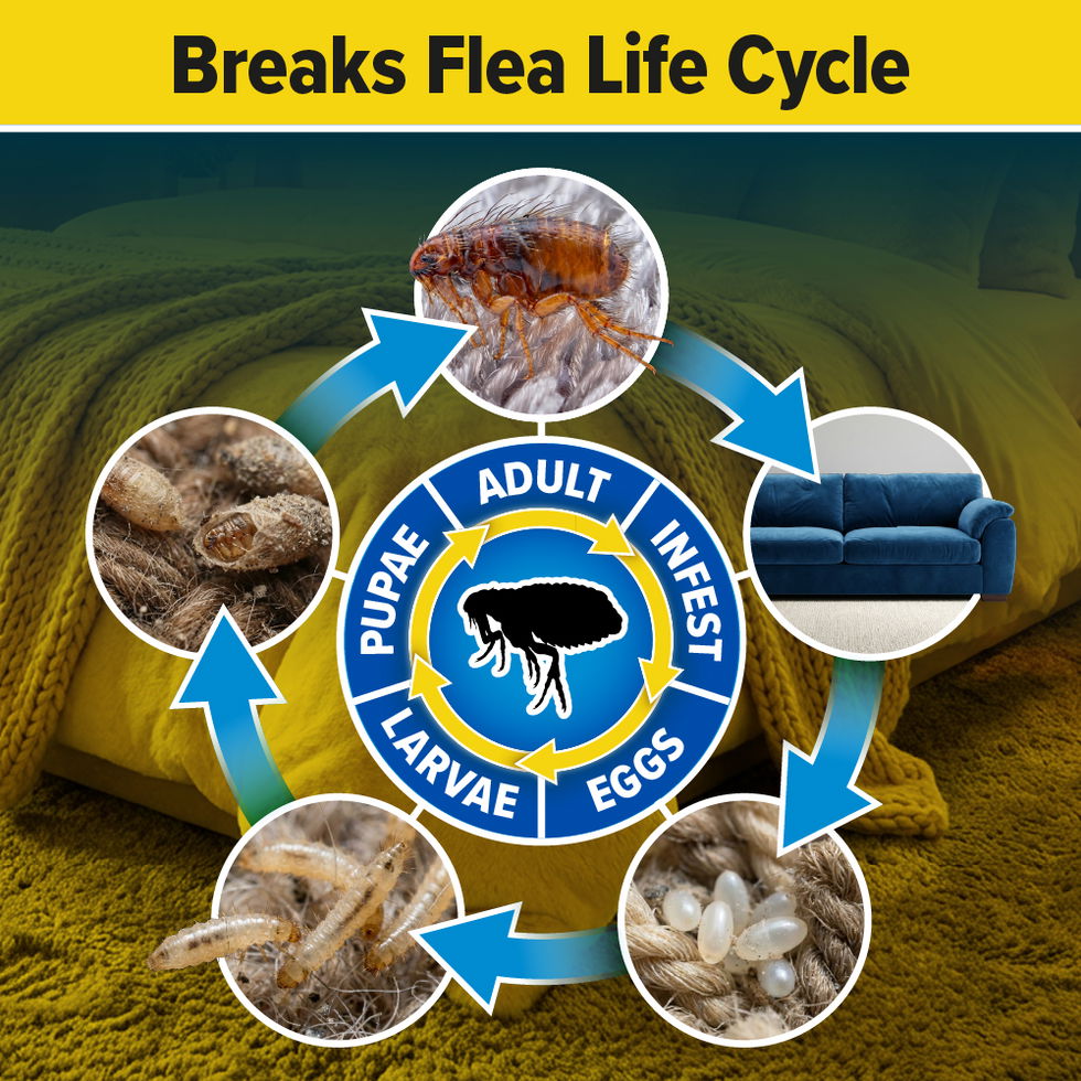 NOPE! Flea KIller breaks the flea life cycle