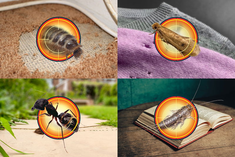 Target aiming ant. Target aiming silverfish on a book. Target aiming clothes moth eating jumpers. Target aiming carpet beetle.